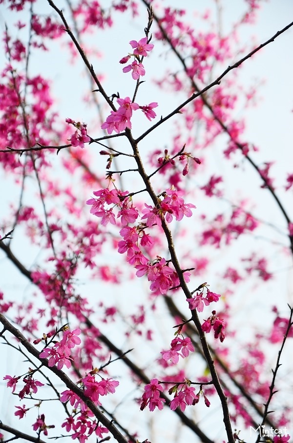 DSC_2957 DSC_2957