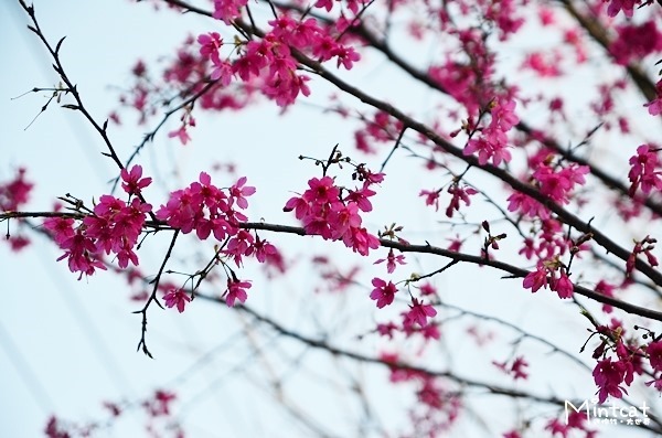 DSC_2958 DSC_2958