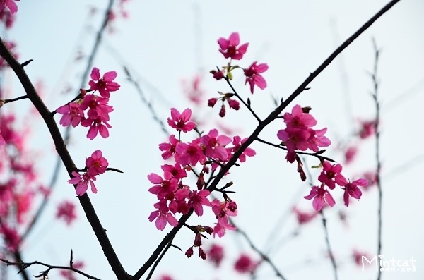 DSC_2959 DSC_2959