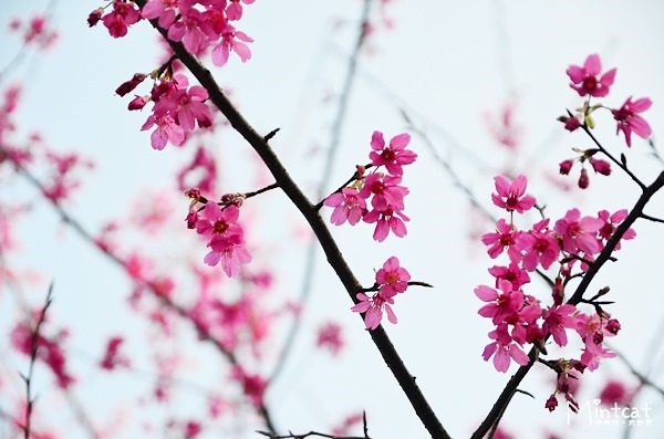 DSC_2960 DSC_2960