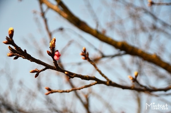 DSC_2962 DSC_2962