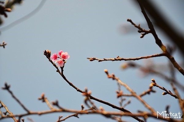DSC_2963 DSC_2963