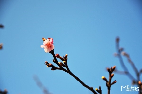 DSC_2966 DSC_2966