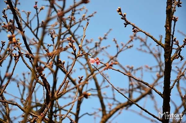 DSC_2971 DSC_2971