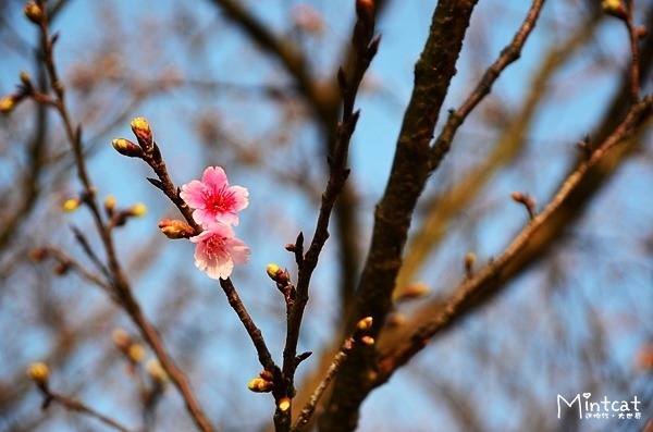 DSC_2974 DSC_2974