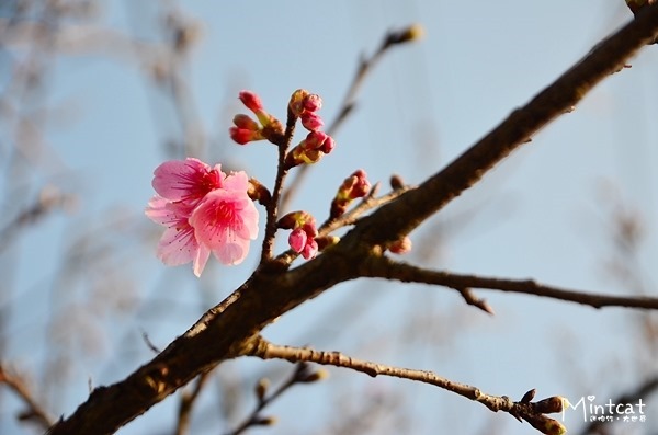 DSC_2975 DSC_2975