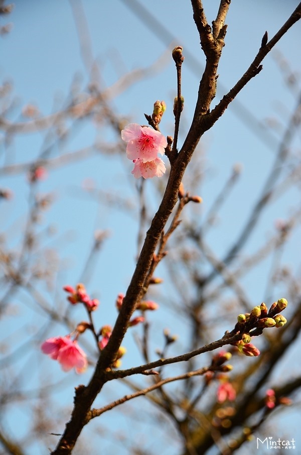 DSC_2976 DSC_2976