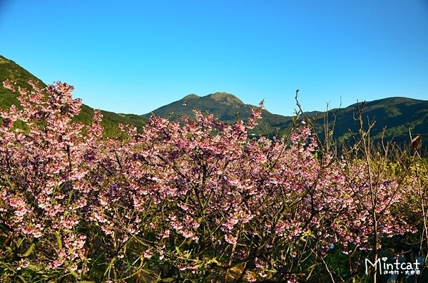 陽明山櫻花2014