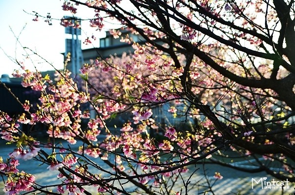 陽明山櫻花2014
