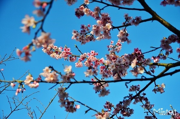 陽明山櫻花2014