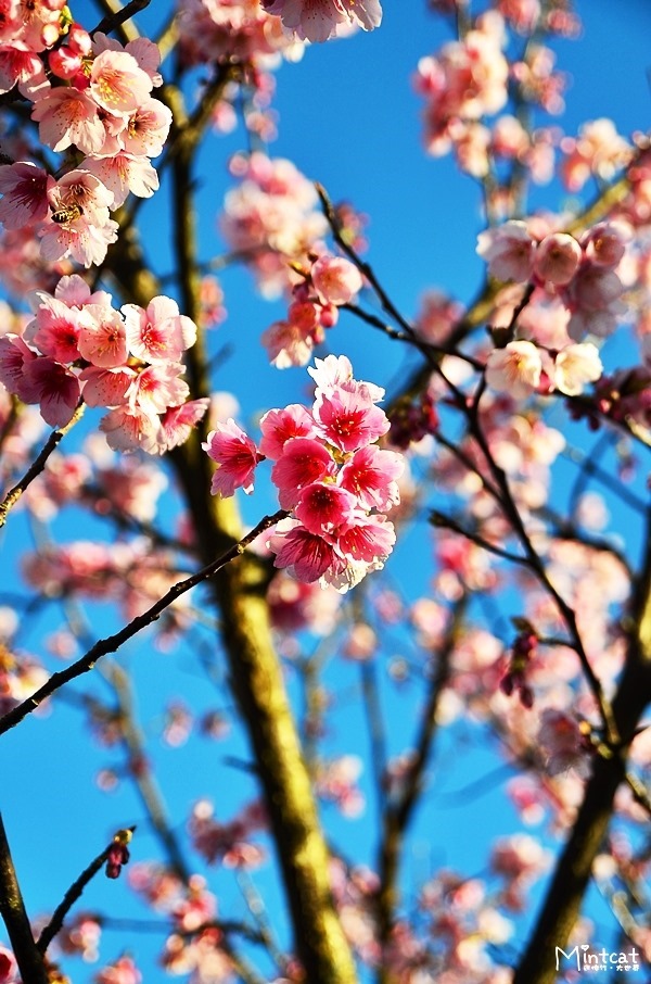 陽明山櫻花2014