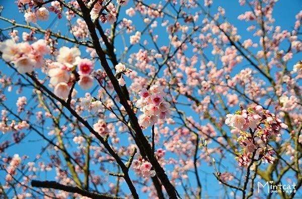 陽明山櫻花2014