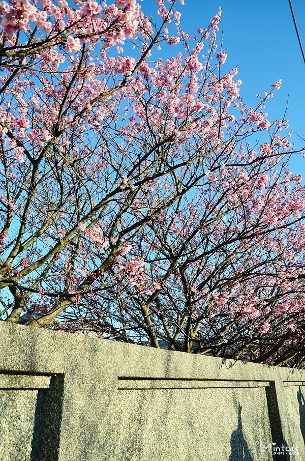 陽明山櫻花2014