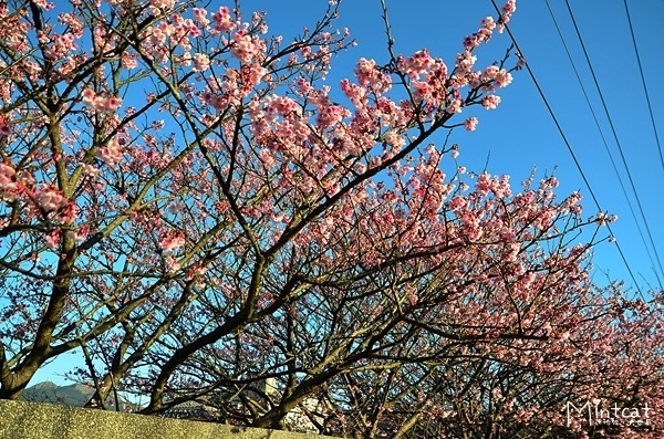 陽明山櫻花2014