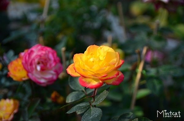 DSC_3779