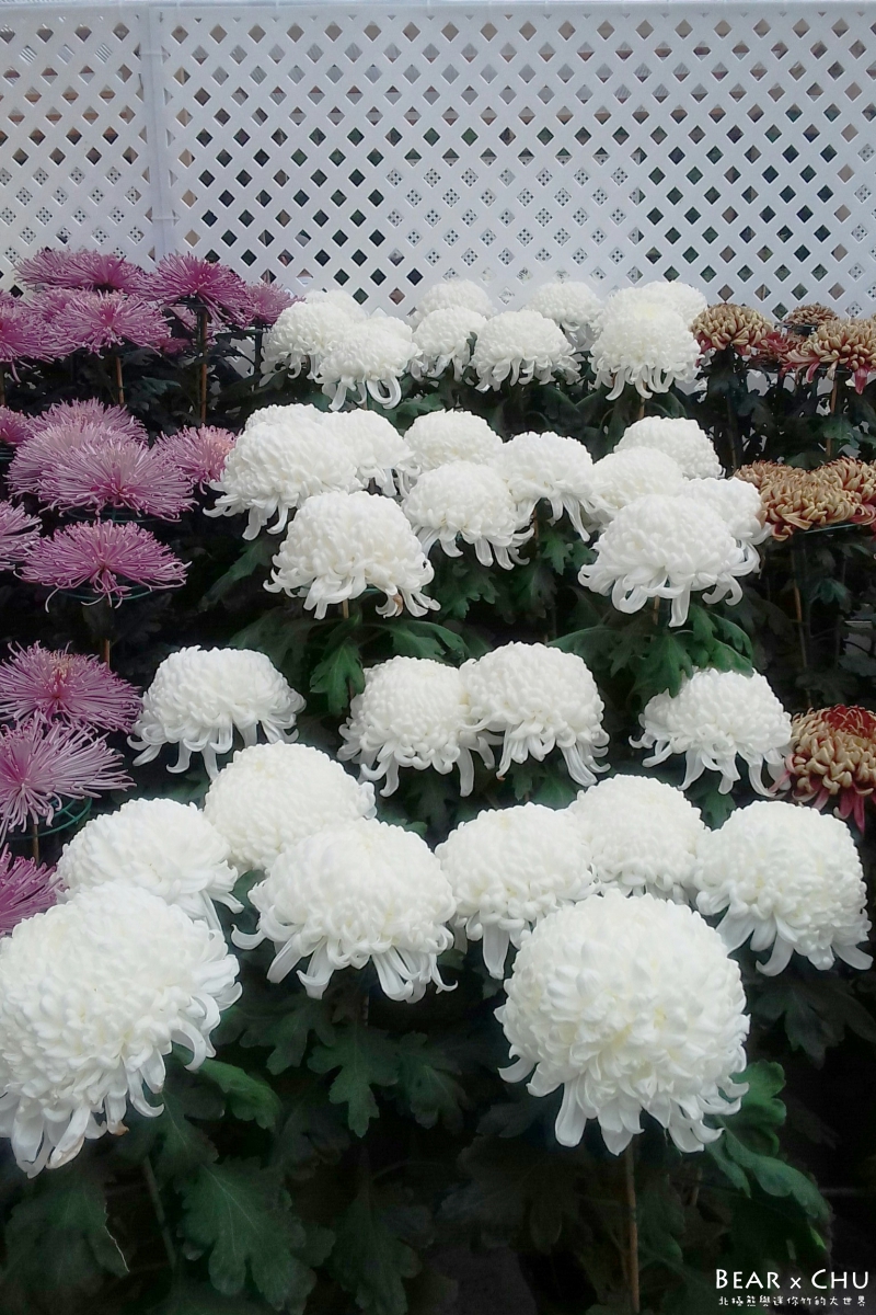 batch_2016士林菊展_1741.jpg