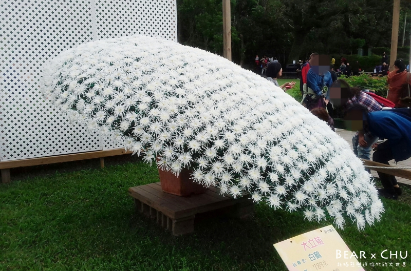 batch_2016士林菊展_2646.jpg
