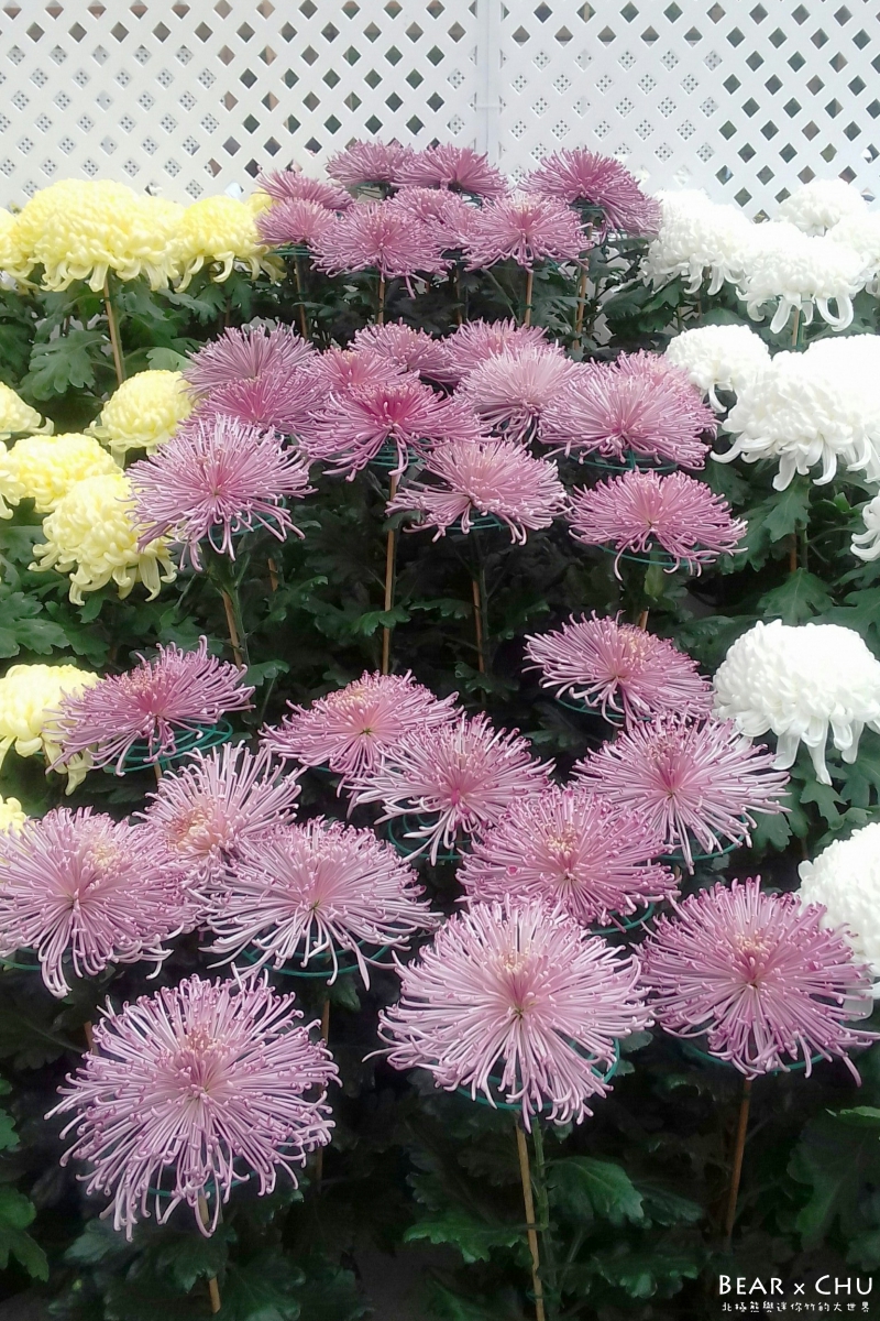 batch_2016士林菊展_6149.jpg