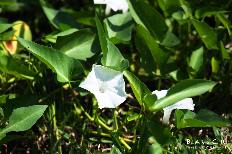 pingtung20161204-127.JPG