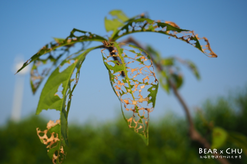 pingtung20161204-314.JPG