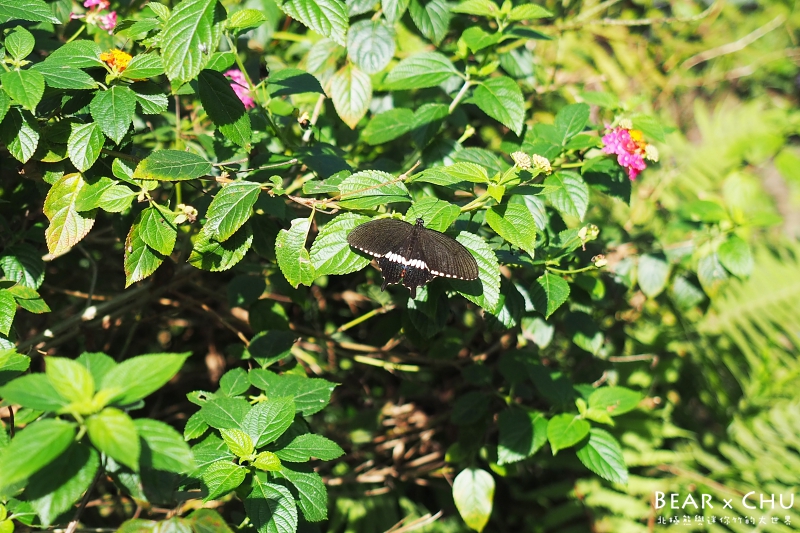 南投埔里木生昆蟲博物館_20180113-110824.JPG