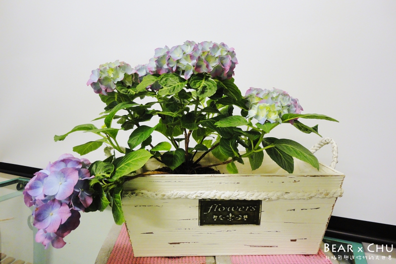 組合盆栽DIY紫陽花園慶好年_20110122-120158.JPG