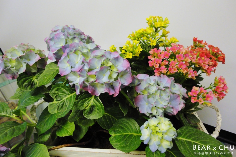 組合盆栽DIY紫陽花園慶好年_20110122-120434.JPG
