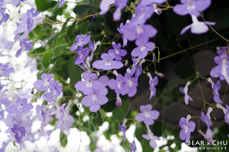 彰化田尾菁芳園_20181201-113128.JPG